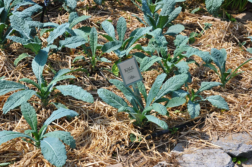 Bluff View Herb & Vegetable Garden — Bluff View Art District